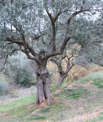 Praying tree and praying rock – Alisina.org